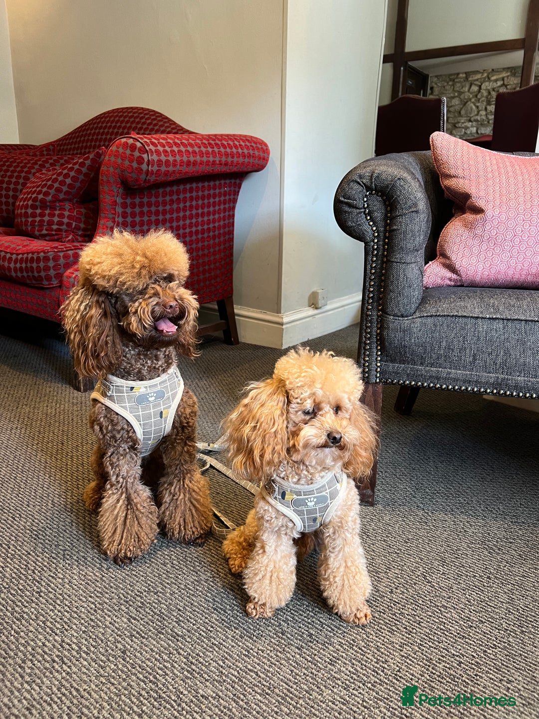 Toy Poodle dogs for sale: Toy poodles (5 girls and 2 boys) - Image 2