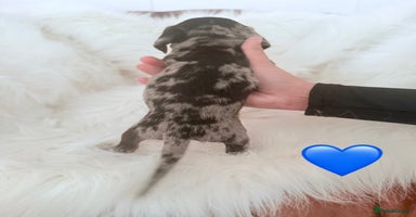 Miniature Dachshund dogs - Advert 3