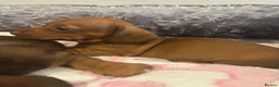 Dachshund dogs for sale: Miniature dashound - Advert 7