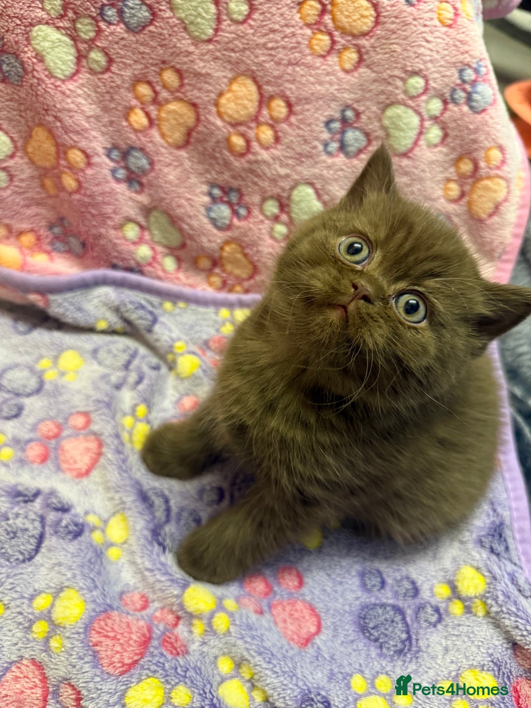 British Shorthair cats for sale: Champion Line British Shorthair Kittens - Advert 6