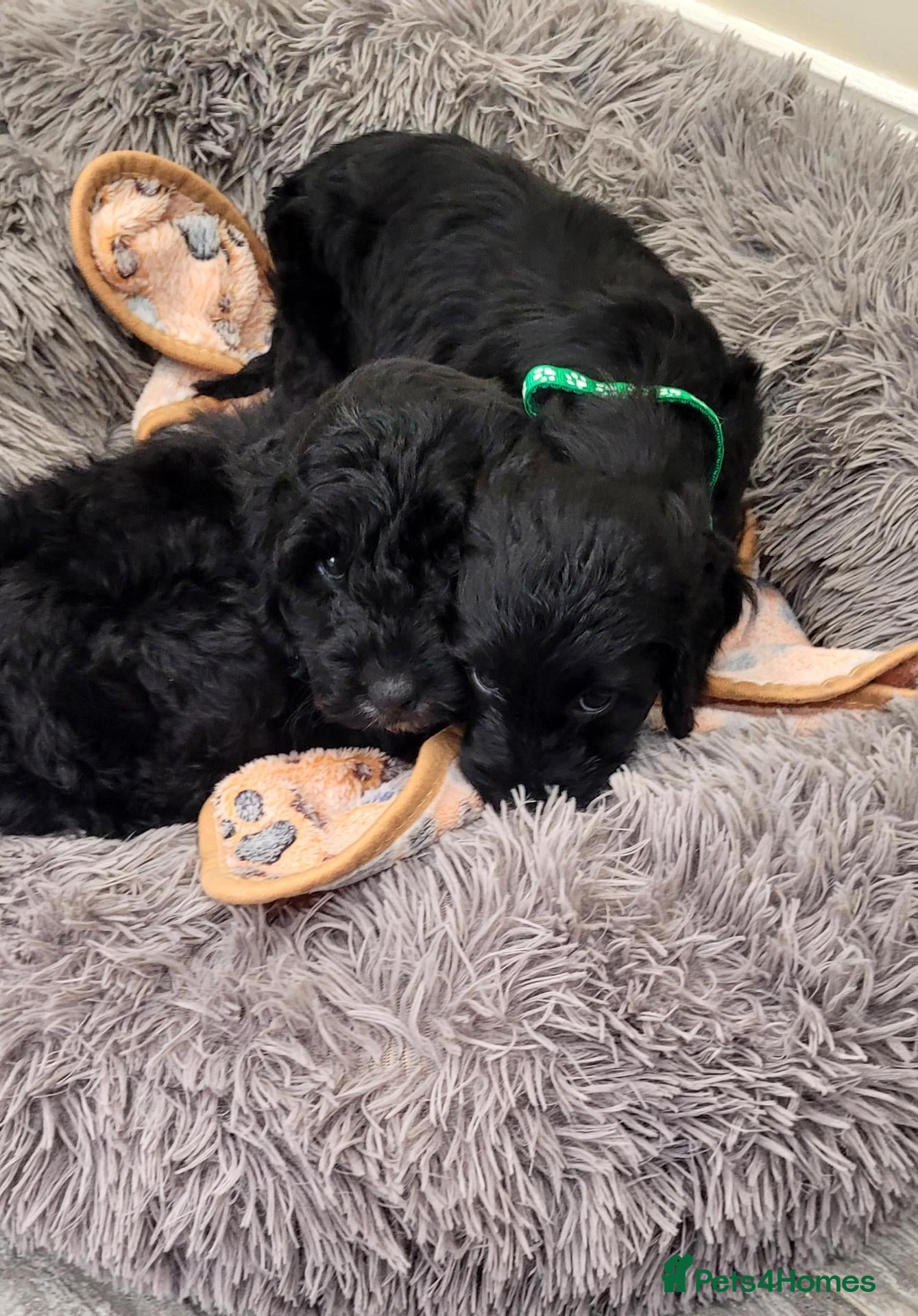 Cockapoo dogs F1 Cockapoo puppies PRA CLEAR Red - Advert 2