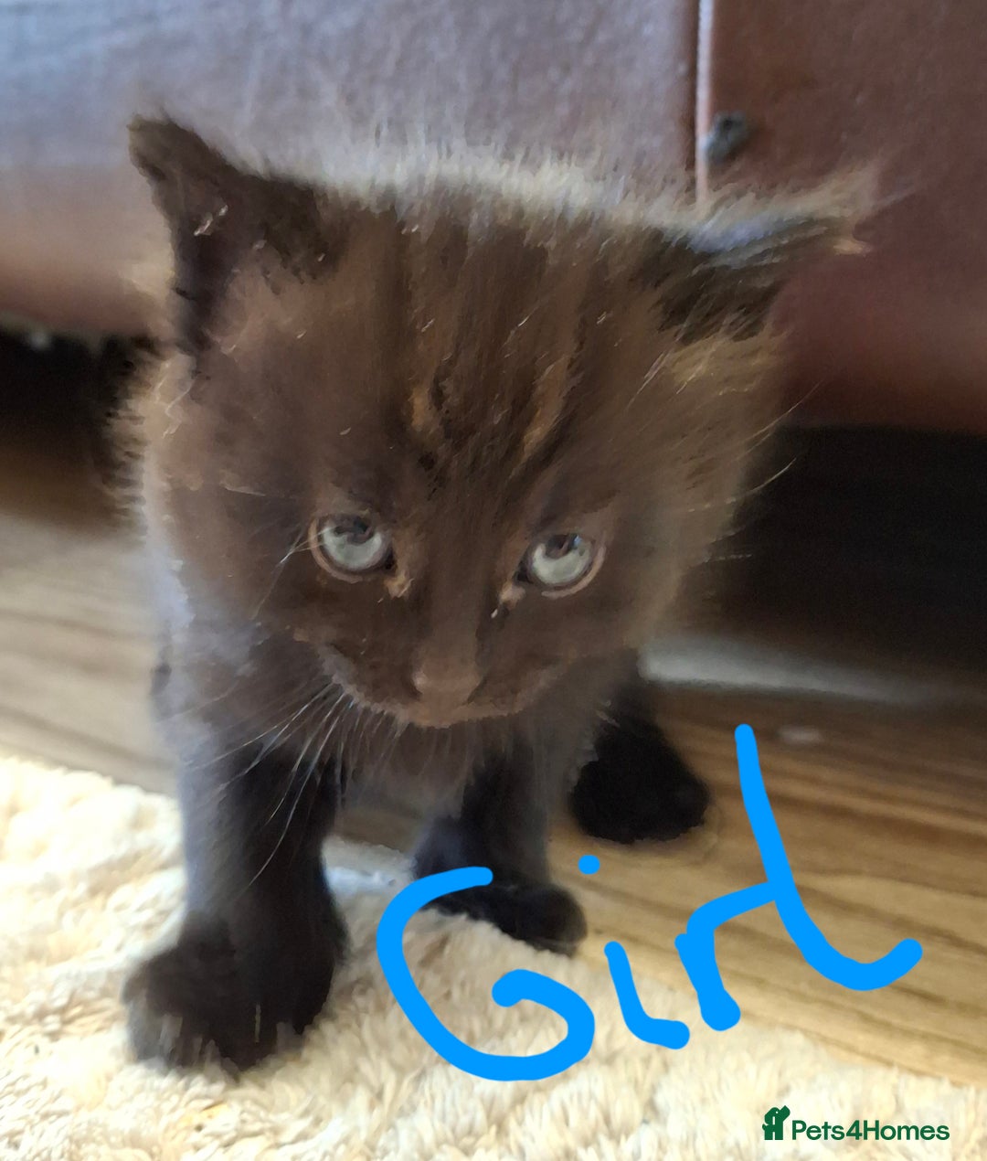 Ragdoll cats for sale: Ragdoll x BSH kittens (individually priced) - Image 31