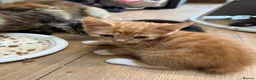 Domestic Shorthair cats for sale: cute Kittens Looking for Their Forever Homes 🐾 - Advert 5