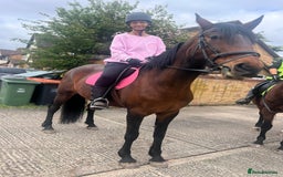 American Standardbred horses for sale: Bonnie ❤️🐴 - Image 7