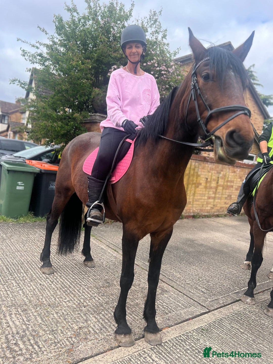 American Standardbred horses for sale: Bonnie ❤️🐴 - Image 7