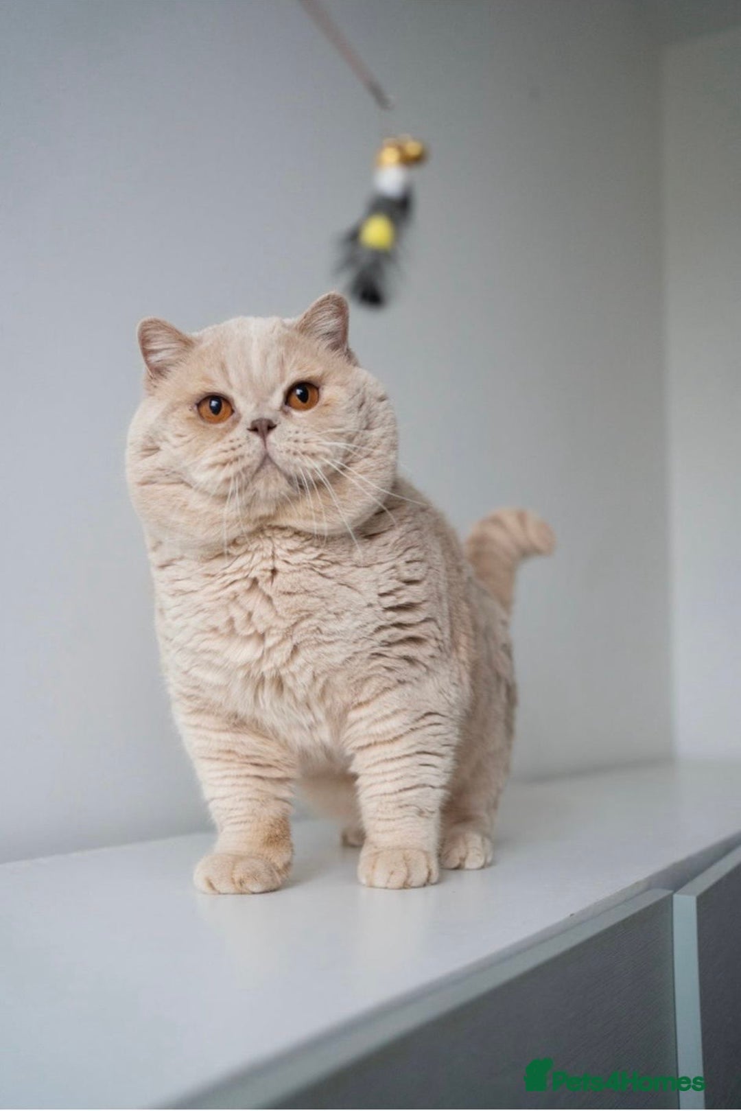 British Shorthair cats for sale: 2 female British short hair - Advert 24