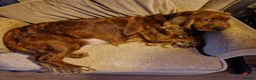 Cocker Spaniel dogs for sale: Stunning Show type cocker spaniels - Advert 11