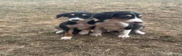 Saluki dogs for sale: Saluki puppy s  - Advert 4