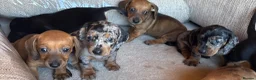 Miniature Dachshund dogs for sale: Miniature dachshunds - Advert 38