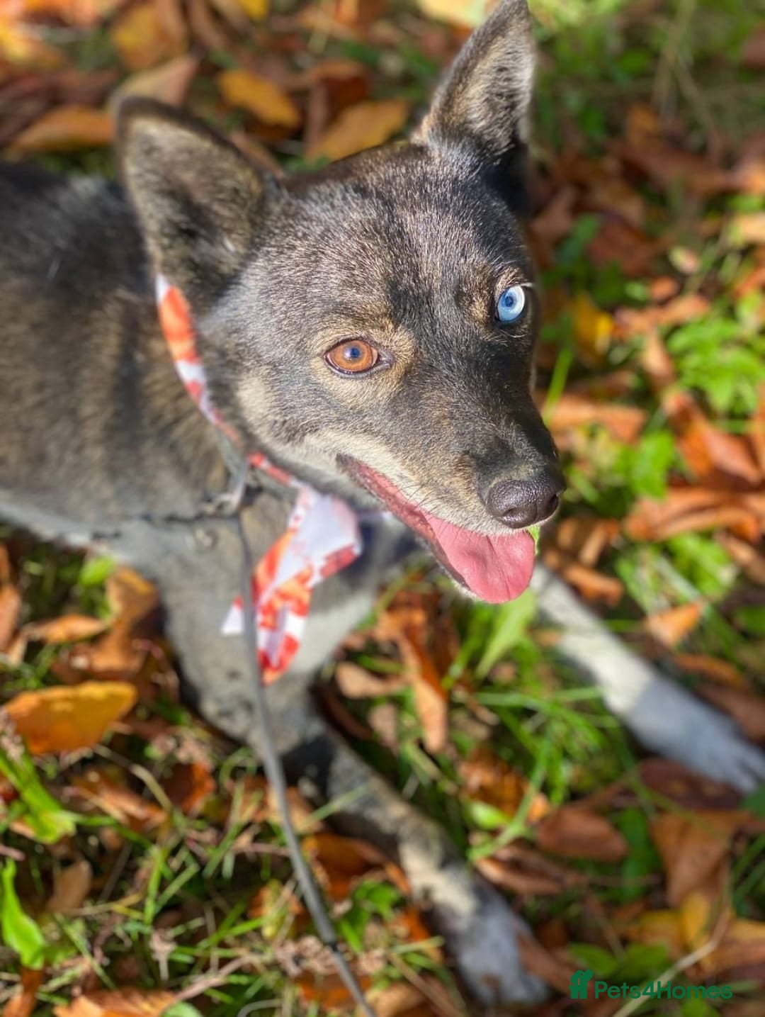 Mixed Breed dogs for adoption: ❤️VIKA – A Gentle Soul with Eyes of Two Worlds❤️ - Advert 7