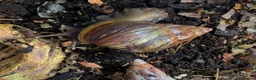 Snails invertebrates for sale: Giant African Land snails for sale  - Advert 3