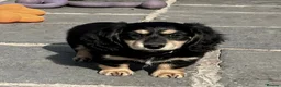 Miniature Dachshund dogs for sale: PRA clear & KC reg Stunning Long hair Puppies - Advert 8