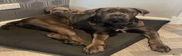 Cane Corso dogs for sale: CANE CORSO PUPPY CHAMPAGNE MERLE - Advert 8