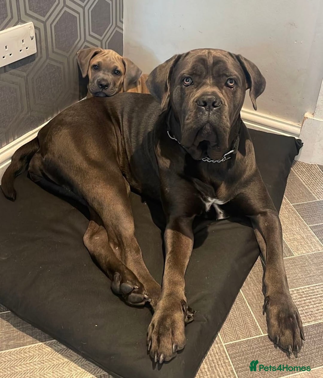 Cane Corso dogs for sale: CANE CORSO PUPPY CHAMPAGNE MERLE - Advert 8