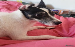 Jack Russell dogs for sale: Jack Russell  - Image 2