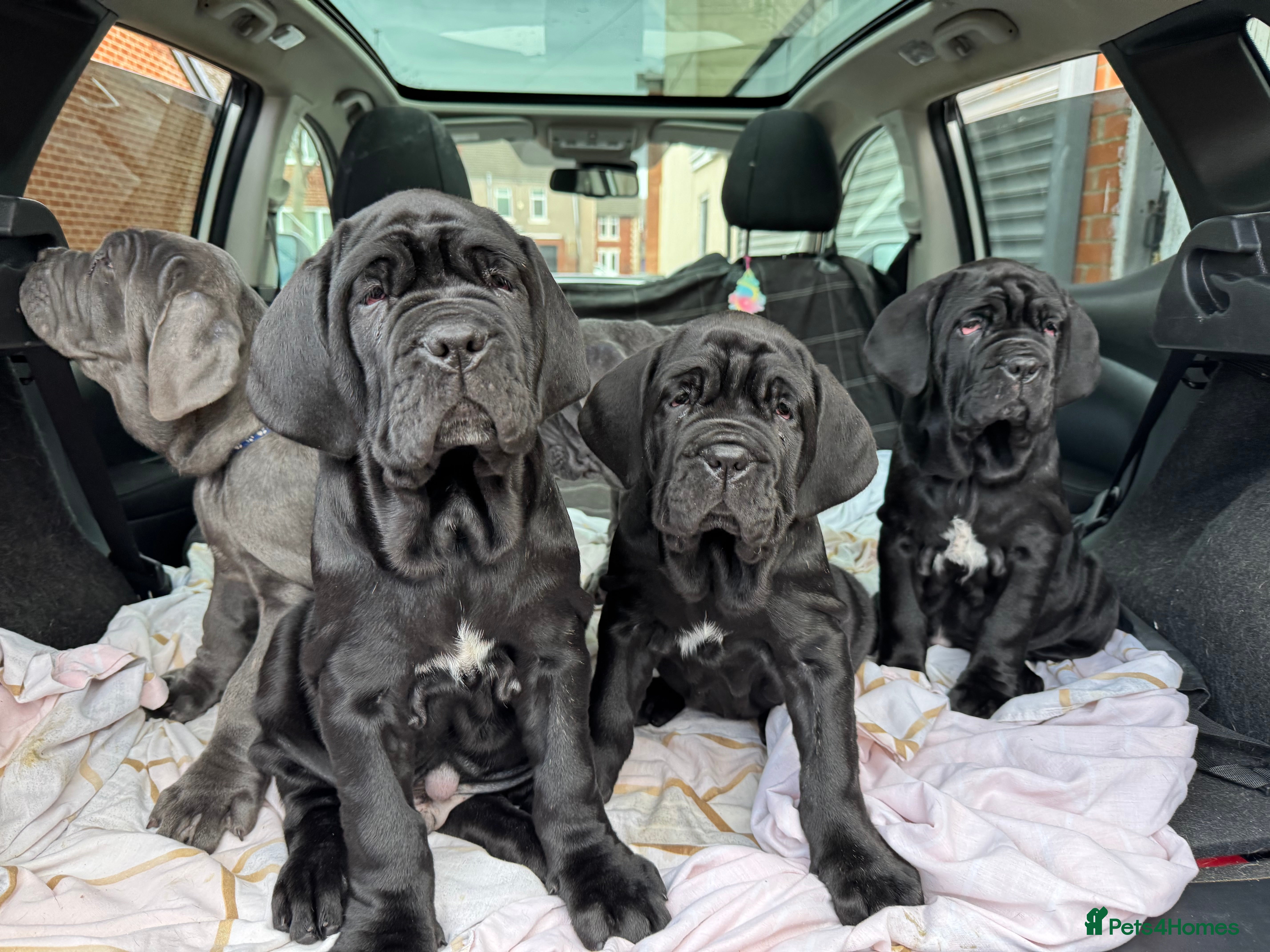 Mastiff dogs Neapolitan mastiff puppies 3 black girls  - Advert 5