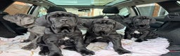 Mastiff dogs for sale: 2 Neapolitan mastiff puppies black girls  - Advert 3