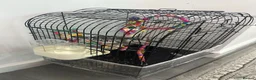 Cockatiels birds for sale: Beautiful young male cocktail - Advert 3