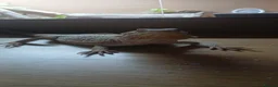 Bearded Dragon reptiles for sale: Breaded dragon + viv for sale - Advert 4