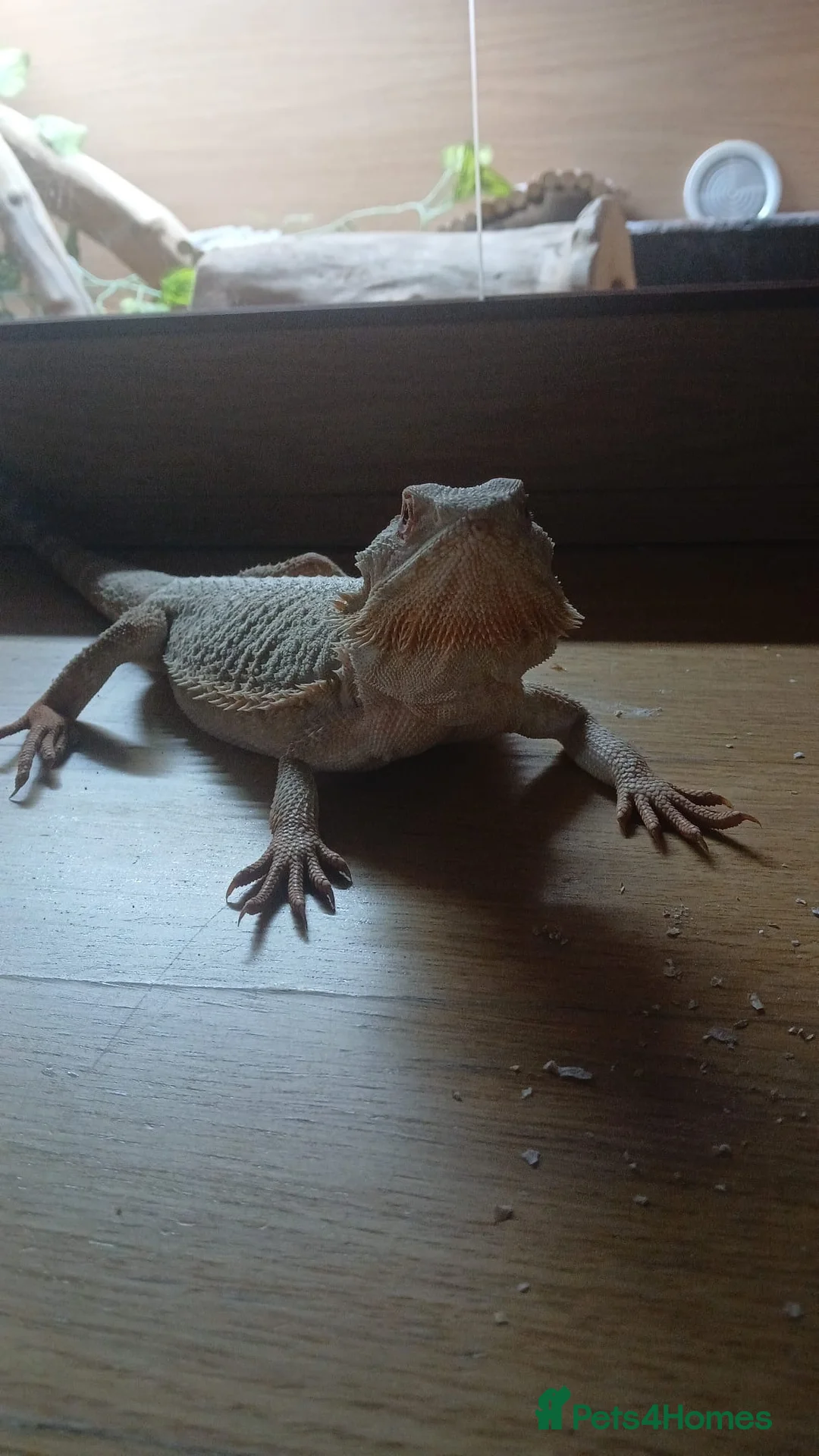 Bearded Dragon reptiles for sale: Breaded dragon + viv for sale - Advert 4
