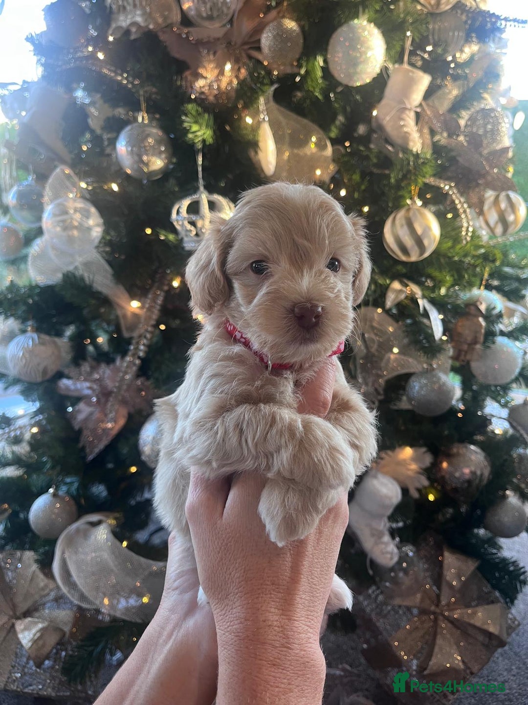 Maltipoo dogs for sale: Toy Maltipoo Puppies - Advert 8