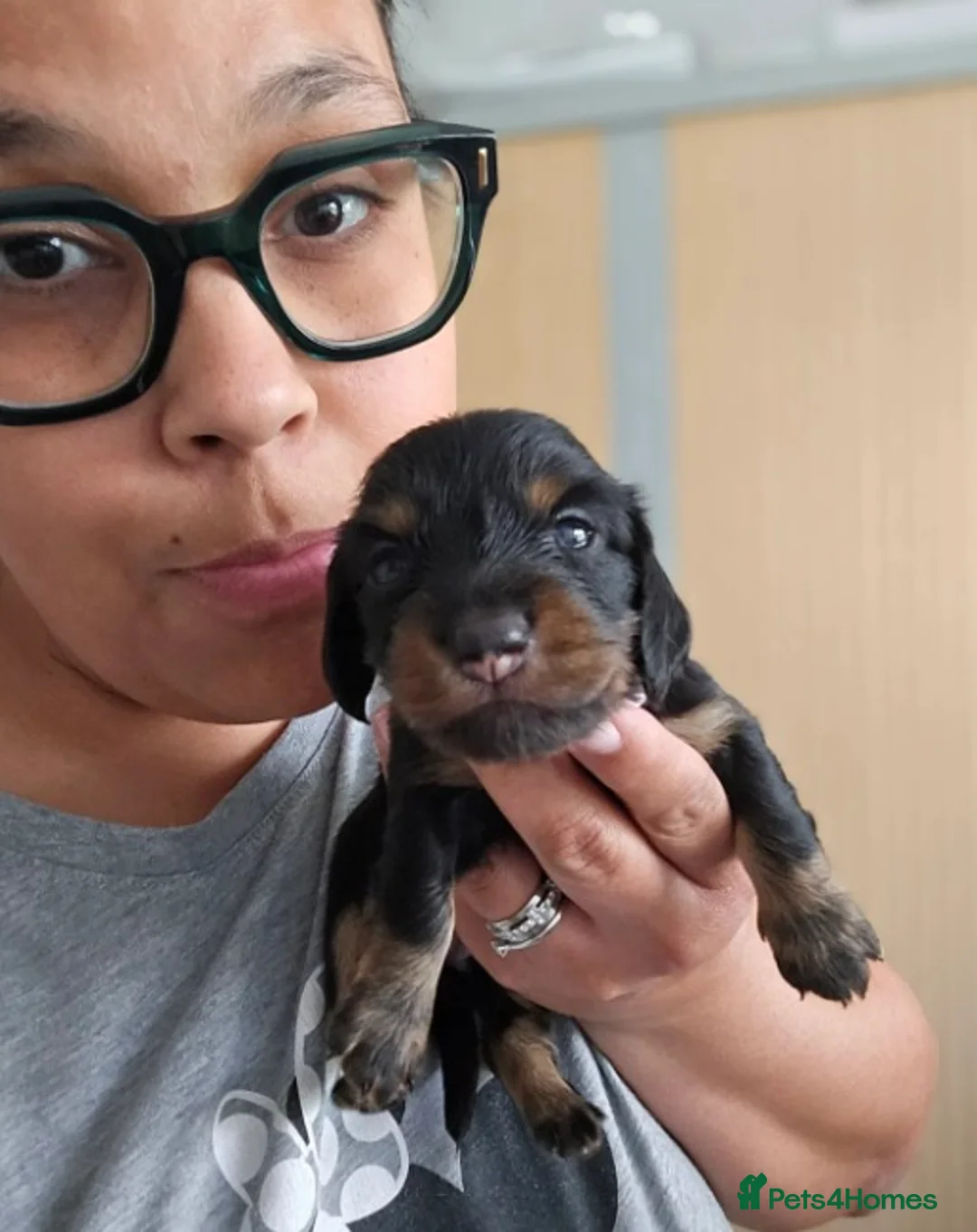 Miniature Dachshund dogs for sale:  Exquisite Miniature Long-Haired Dachshund Puppies - Advert 7