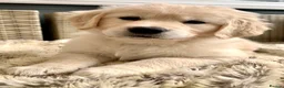Golden Retriever dogs for sale: Exceptional Golden retriever litter - Advert 5