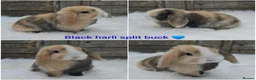 Mini Lop rabbits for sale: Gorgeous pure breed mini lops  - Advert 1