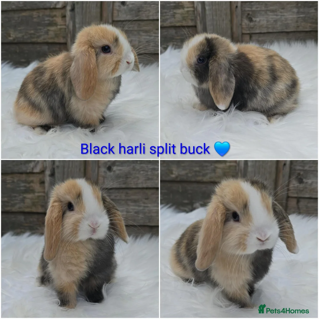 Mini Lop rabbits for sale: Gorgeous pure breed mini lops  - Advert 1
