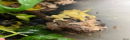 Gecko reptiles for sale: Male Crested Gecko - Advert 2