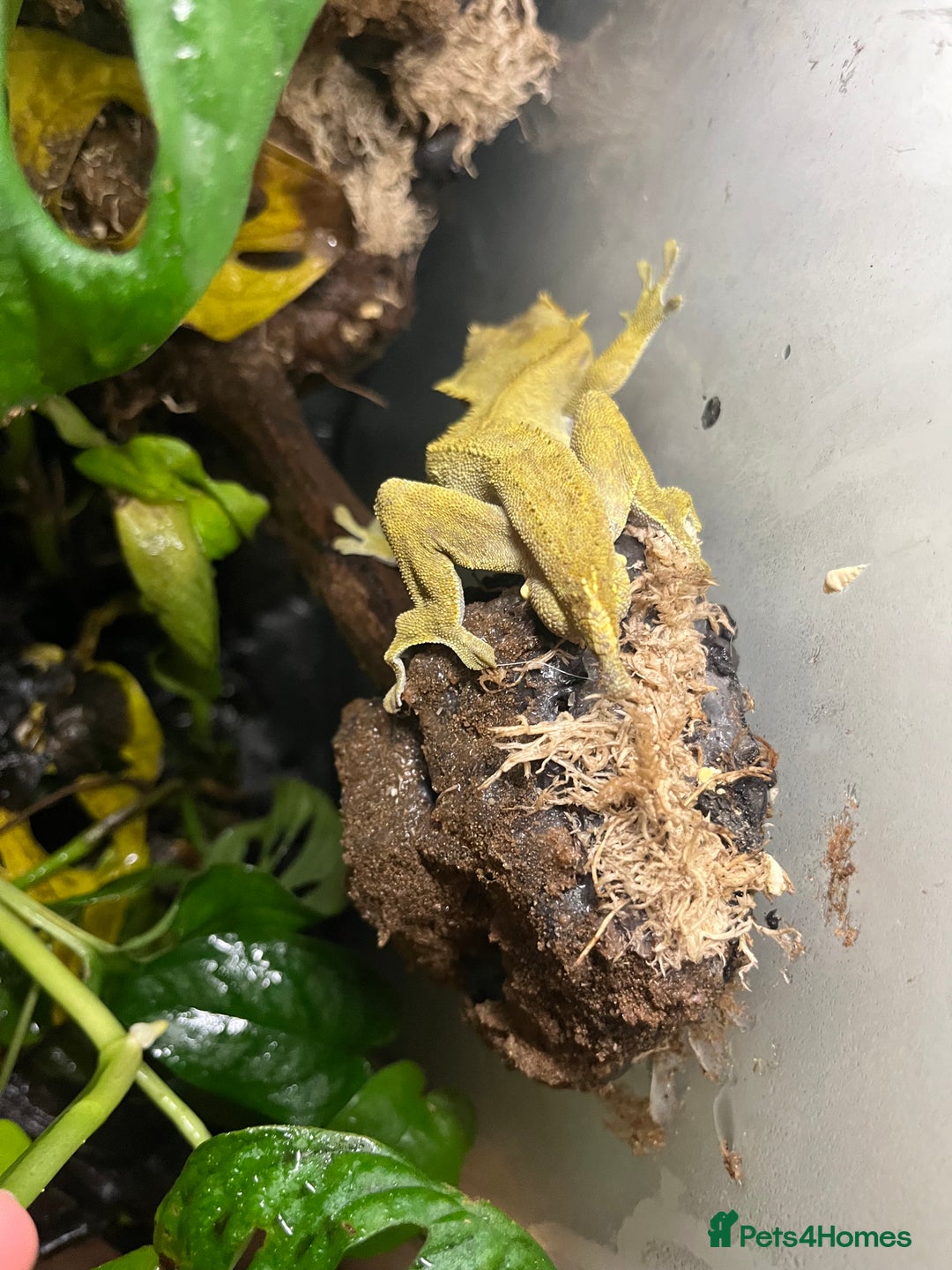 Gecko reptiles for sale: Male Crested Gecko - Advert 2