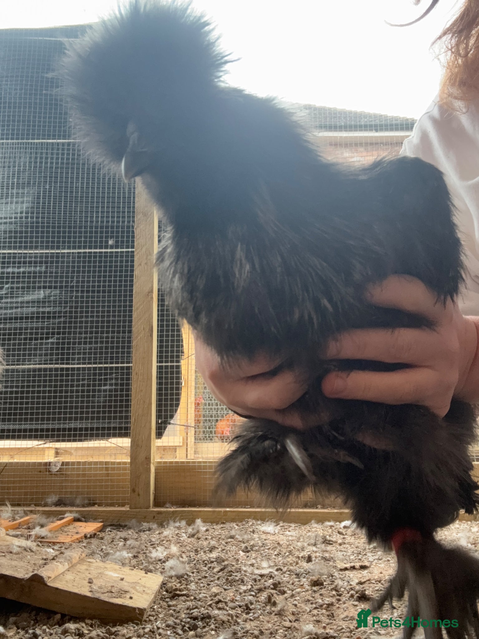 Chickens poultry for sale: Bearded silkie cockerel/ cocoo  - Advert 4