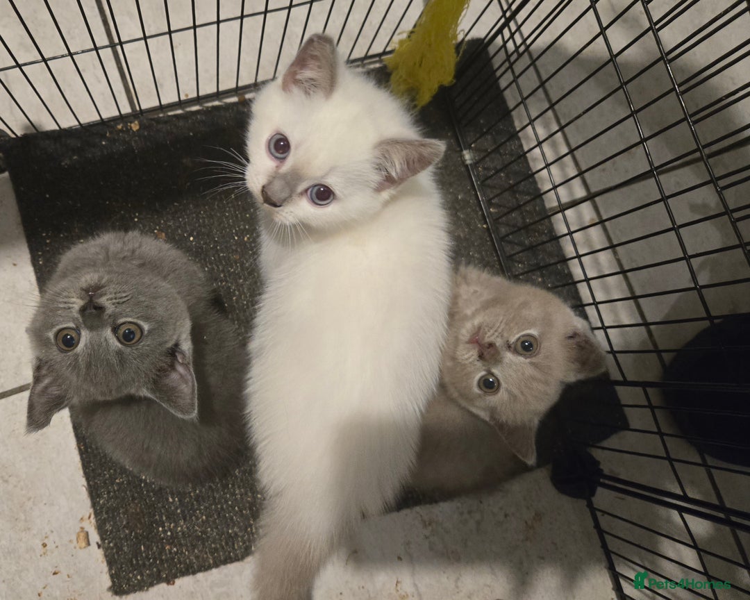 British Shorthair cats for sale: THREE MALE BRITISH SHORTHAIR KITTENS FOR SALE - Image 1