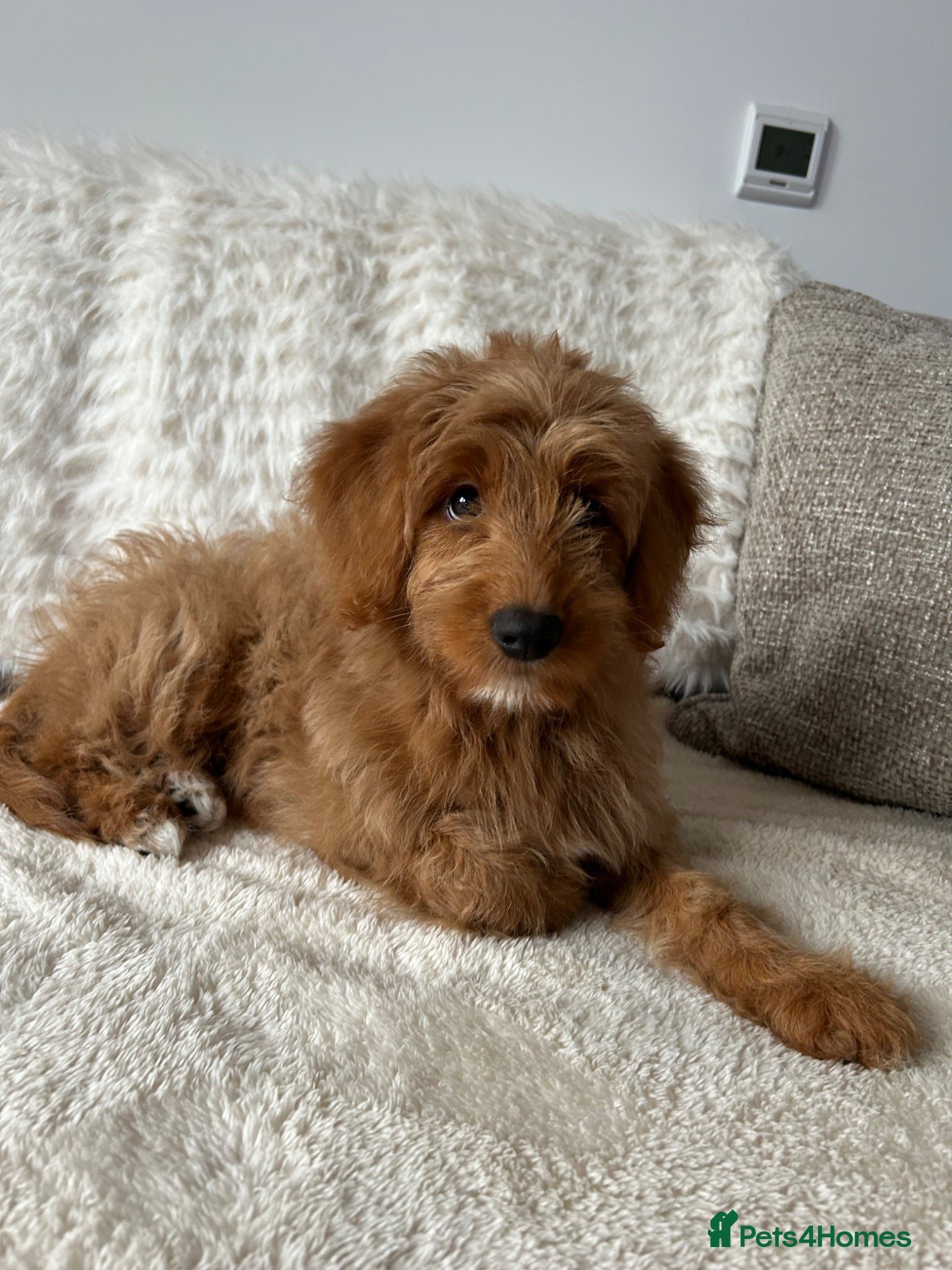 Mixed Breed dogs Tollerdoodle *last remaining Girl Available* Now - Advert 17