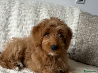 Mixed Breed dogs Tollerdoodle *last remaining Girl Available* Now - Advert 17