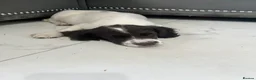 English Springer Spaniel dogs for sale: Springer spaniel puppy for sale in London - Advert 2