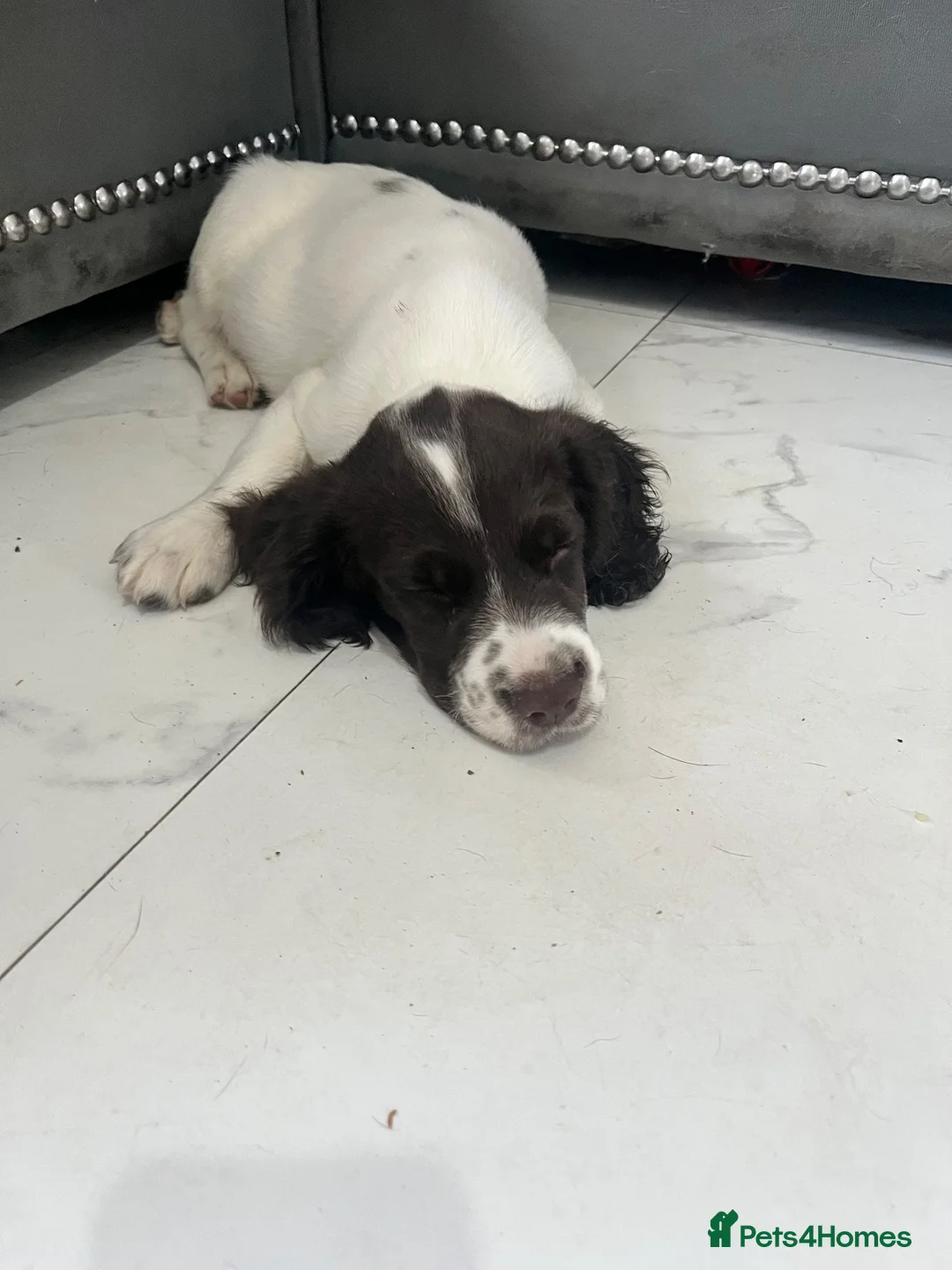 English Springer Spaniel dogs for sale: Springer spaniel puppy for sale in London - Advert 2