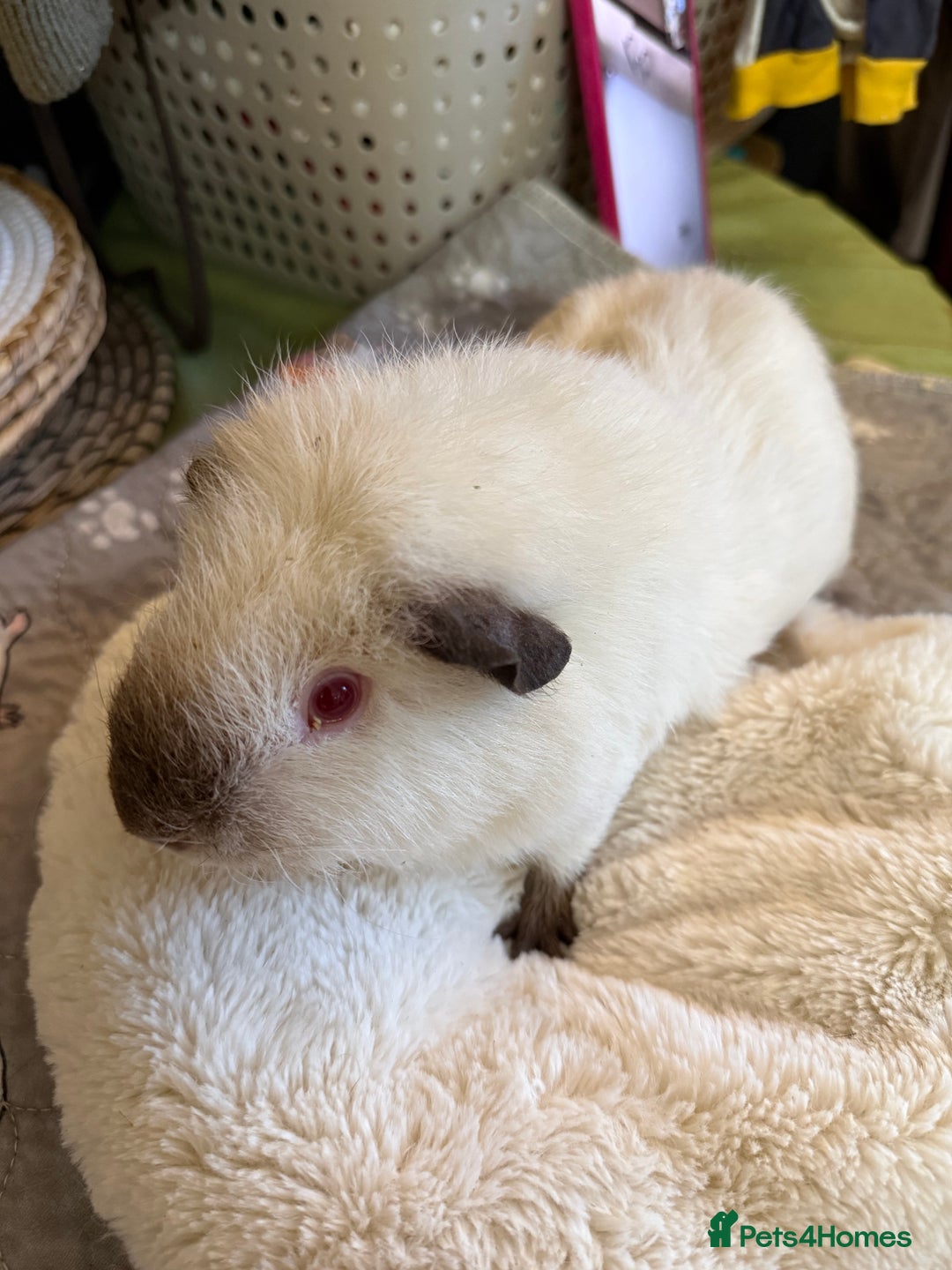 Guinea Pig rodents for sale: Male guinea pigs for sale - Advert 2