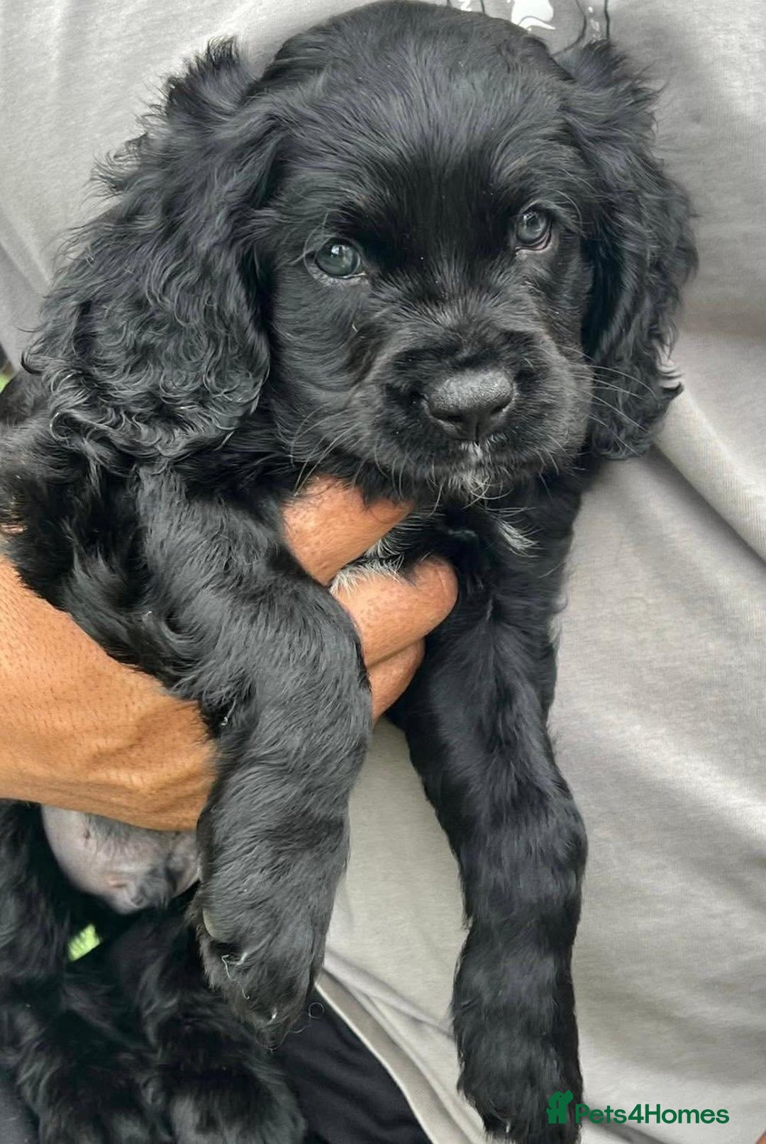 Cavapoo dogs for sale: Cavapoo puppies  - Advert 3