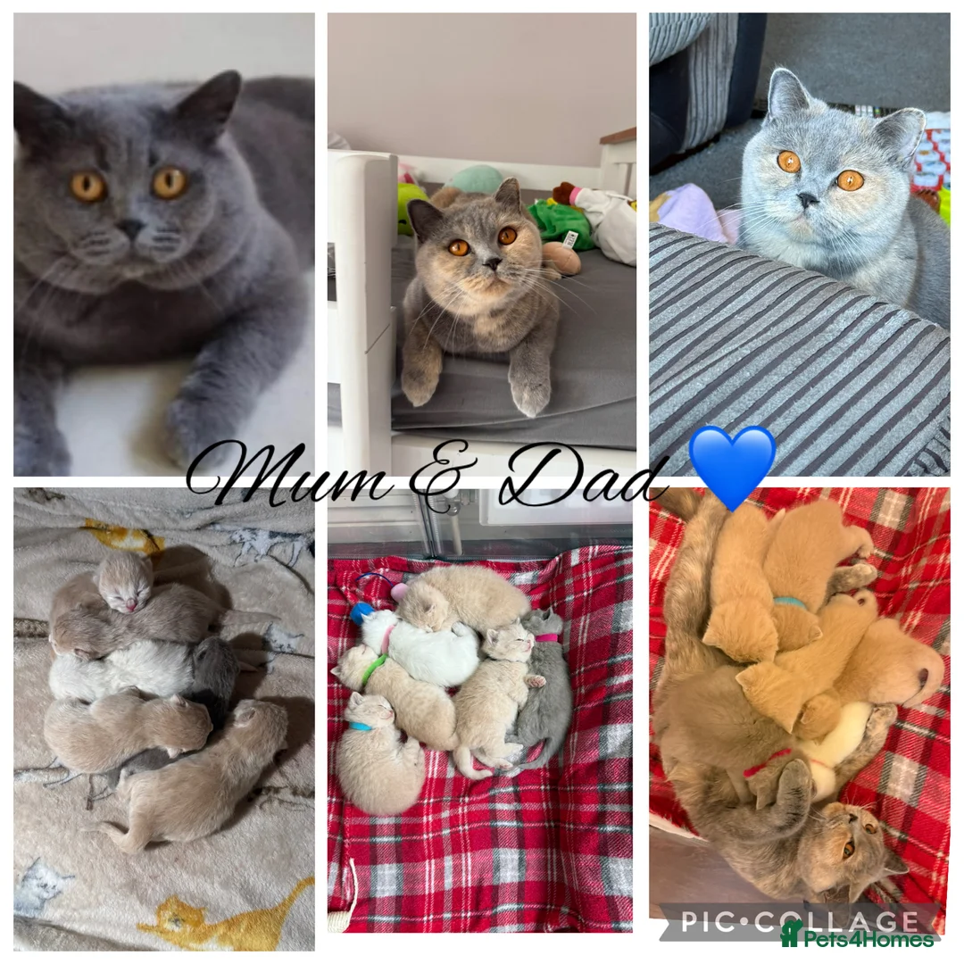 British Shorthair cats for sale: British Shorthair GCCF  - Advert 1