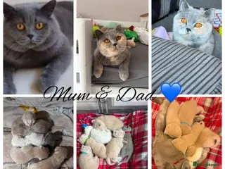 British Shorthair cats British Shorthair GCCF - Advert 1