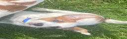 Jack Russell dogs for sale: 1 beautiful boy Jack Russell left  - Advert 4