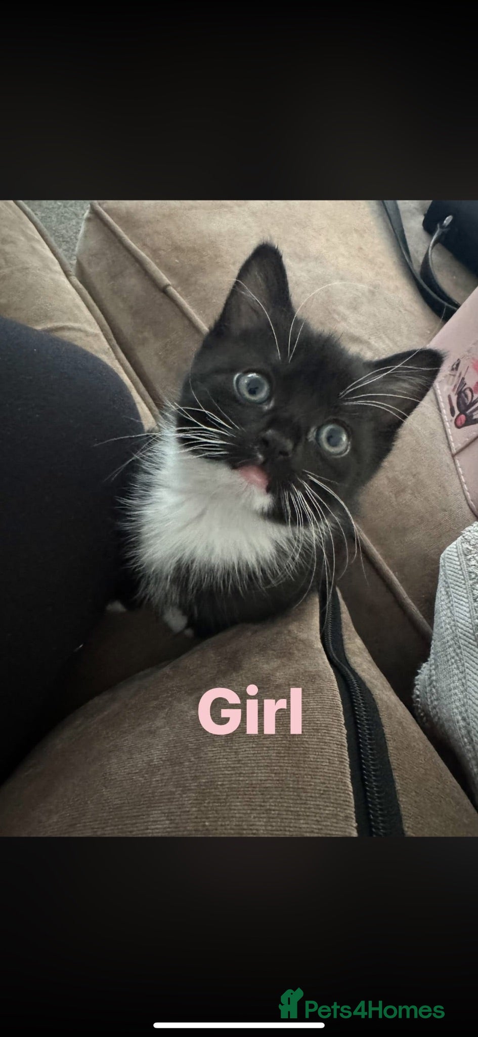 Domestic Shorthair cats Girl & Boy cat ready to leave now  - Advert 10