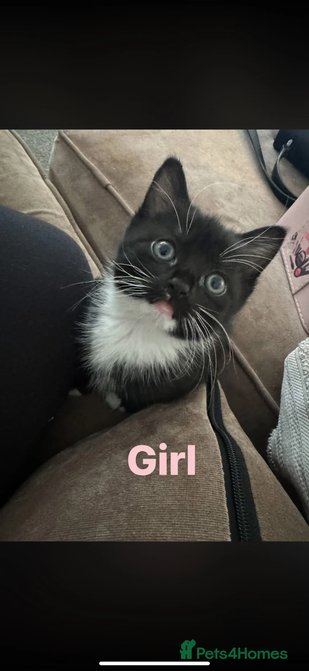 Domestic Shorthair cats for sale: Girl & Boy cat ready to leave now  - Advert 1