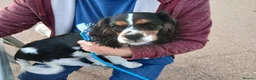 Mixed Breed dogs for sale: Handsome Male Cavalier King Charles Spaniel Cross in Bristol - Advert 25