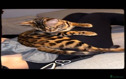 Bengal cats for sale: Beautiful bengal boy - Image 12