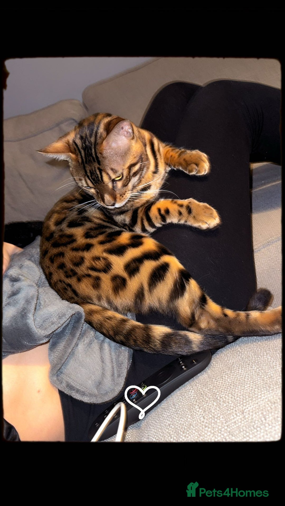 Bengal cats for sale: Beautiful bengal boy - Image 12