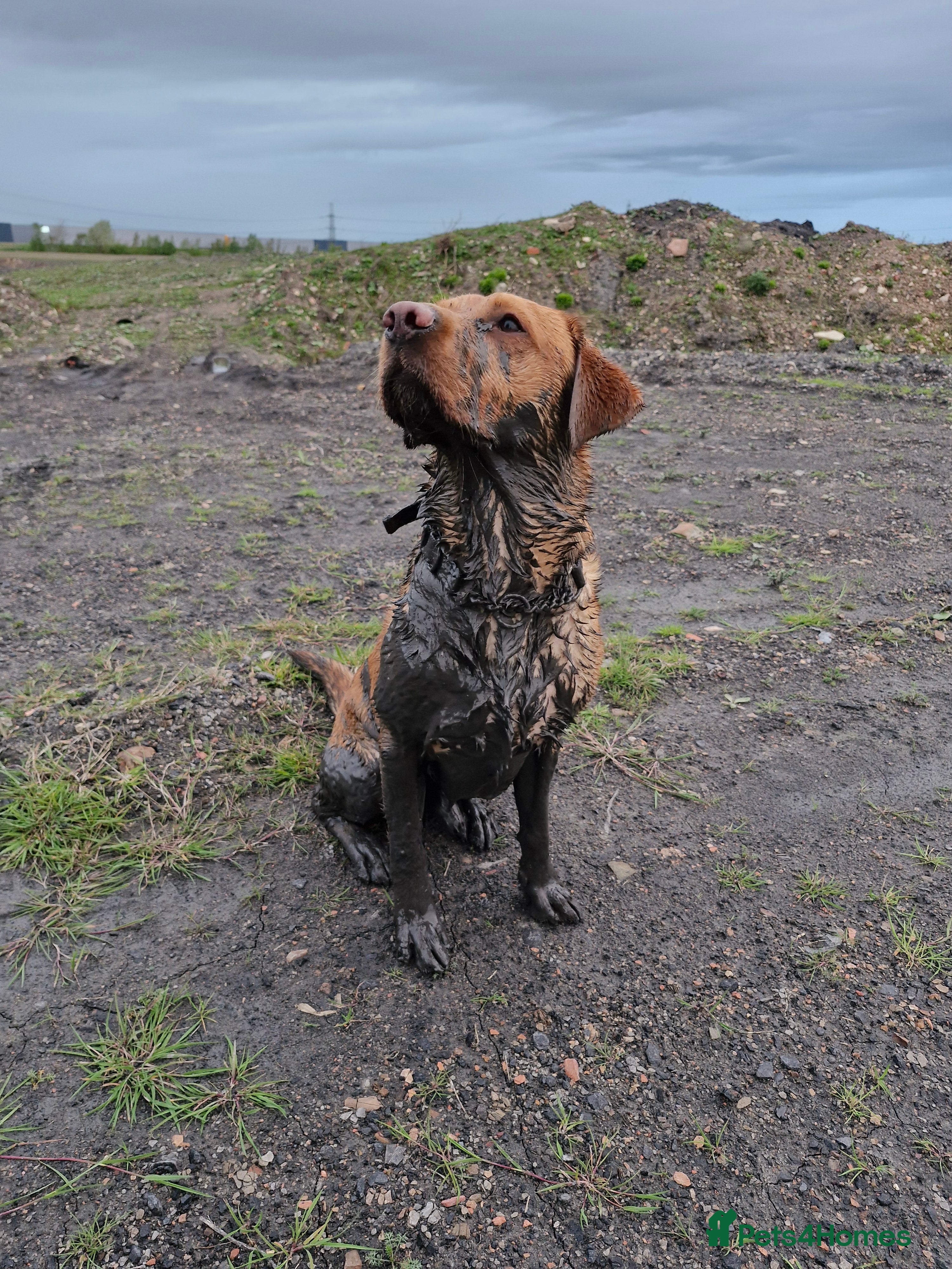 Labrador Retriever dogs Red Fox Labrador 5 years old - Advert 1