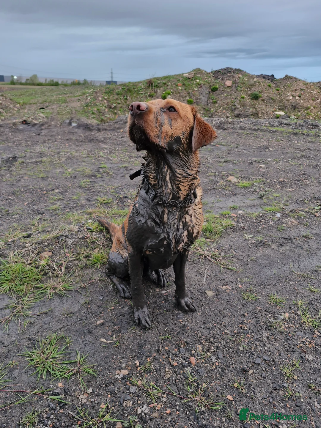 Labrador Retriever dogs for sale: Red Fox Labrador 5 years old - Advert 1