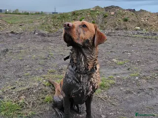 Labrador Retriever dogs Red Fox Labrador 5 years old - Advert 1